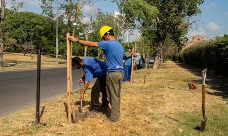 El municipio avanza con la plantación de árboles en barrios de todos los distritos