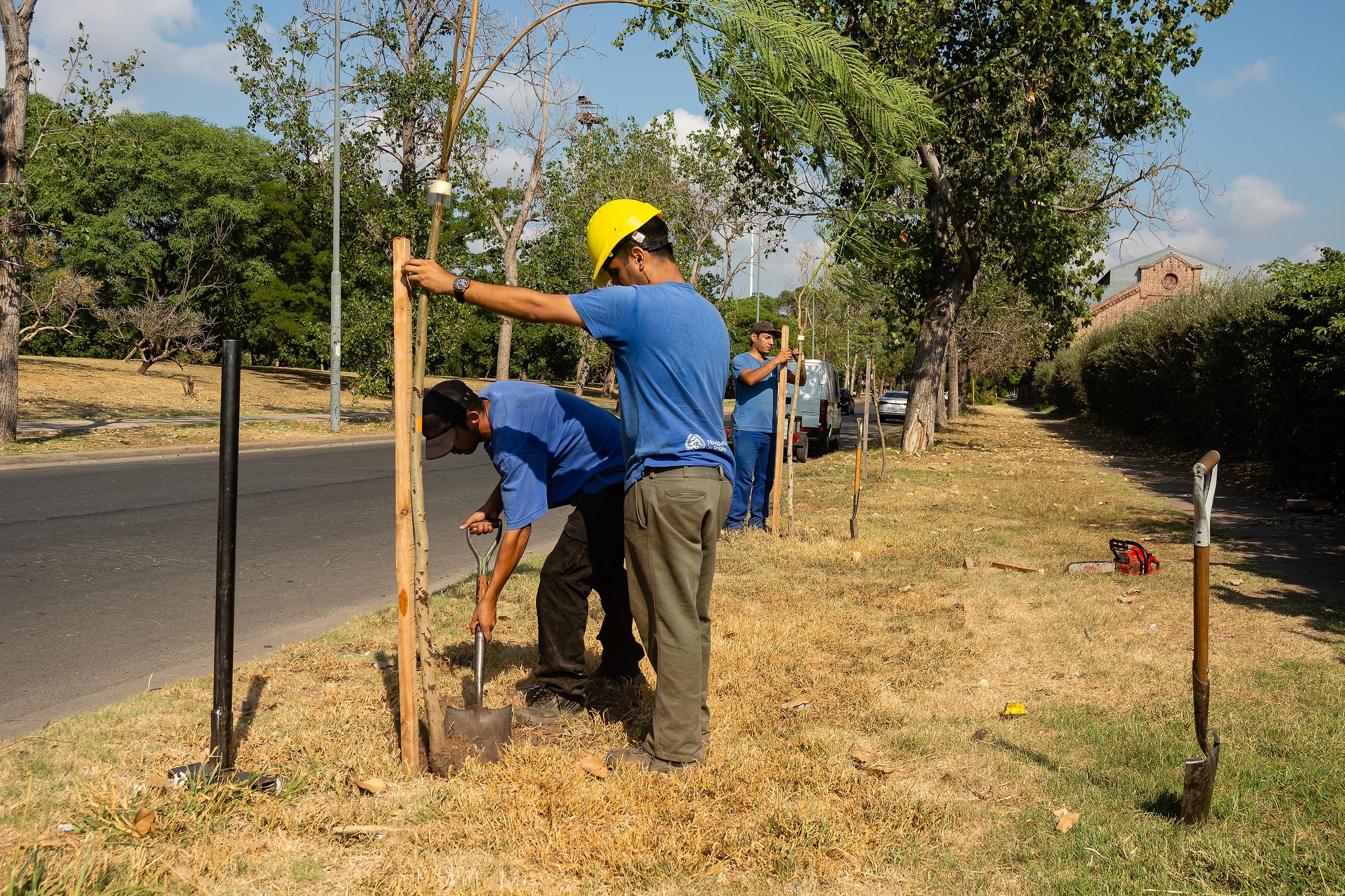 El municipio avanza con la plantación de árboles en barrios de todos los distritos