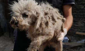 La Oficina de Protección Animal del municipio consolida su rol ante situaciones de maltrato y abandono