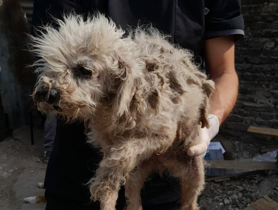 La Oficina de Protección Animal del municipio consolida su rol ante situaciones de maltrato y abandono